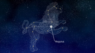 regulus